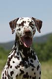 DALMATIEN 393